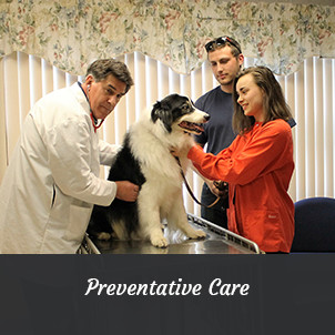 Dr. Dan Hartsell performing a physical exam | Preventative Pet Care