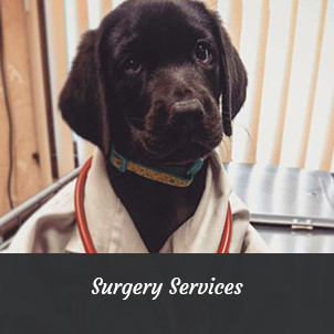 Black Lab puppy in doctor's coat | Surgery Services